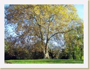 2006-11-16_13-28-25_novembre_37,6mm_1_320_eme_Canon PowerShot A95 * 2592 x 1944 * (1.5MB)